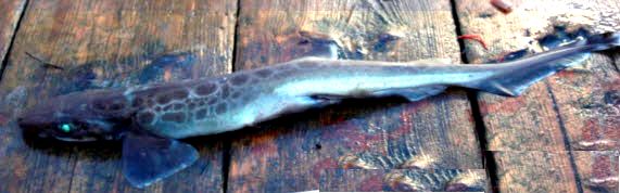 Galeus melastomus_08.jpg